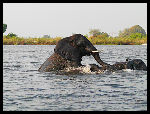 elephant